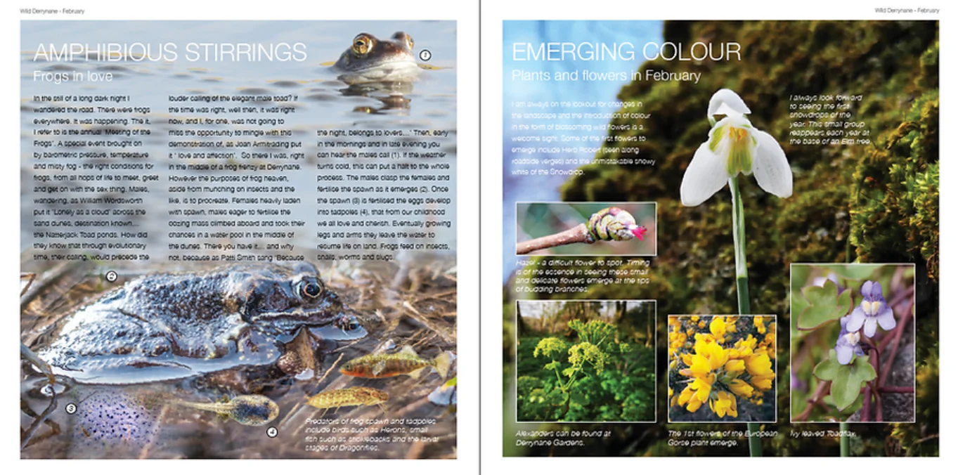 Vincent Hyland's Wild Derrynane Book - Updated Version (Hardback) - Image 4